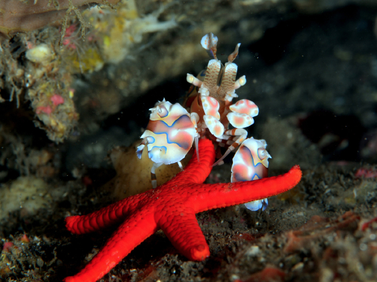  Hymenocera picta (Eastern Harlequin, Clown Shrimp)